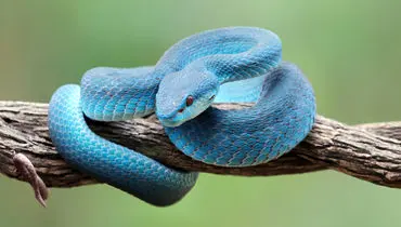 لحظه نجات مار با تنفس دهان‌به‌دهان + فیلم