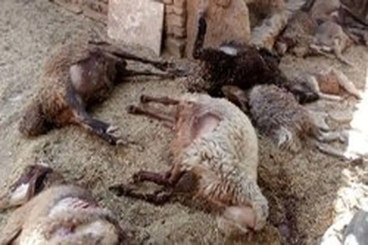 گرگ‌های گرسنه ۷۵ رأس گوسفند را دریدند