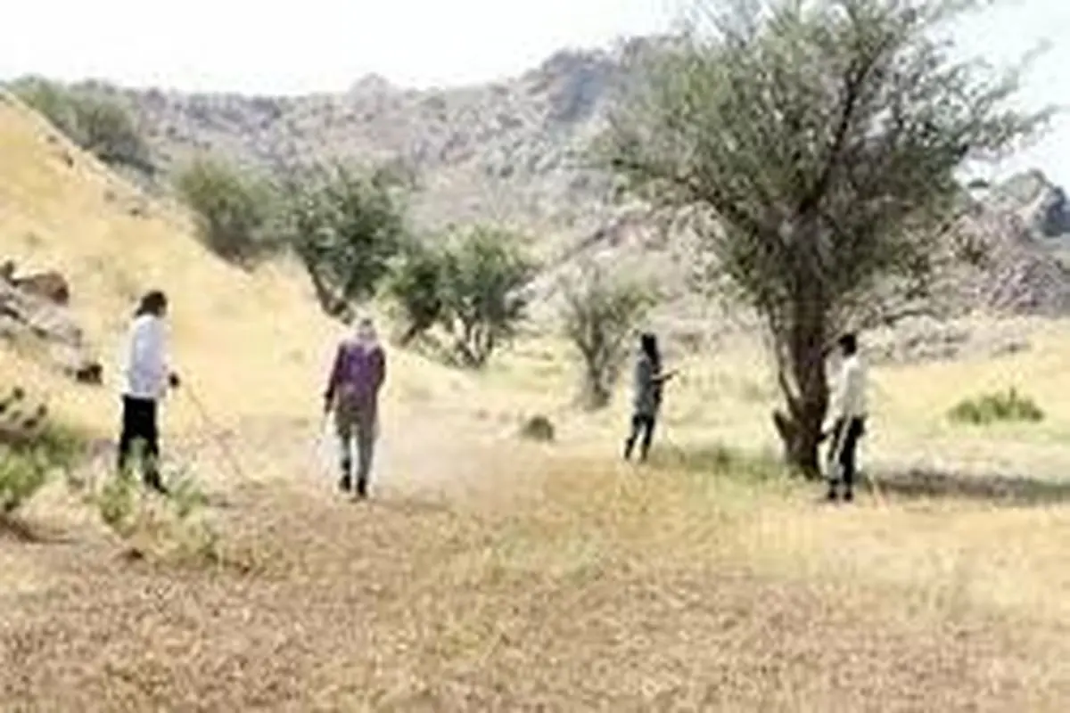 هجوم ملخ‌های صحرایی به روستای گزیر بندرلنگه
