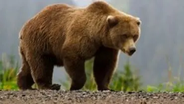 حمله ۳ خرس به شهروند میانه‌ای