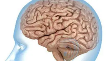 حقایقی جالب درباره مغز انسان که از آن بی‌اطلاعید!