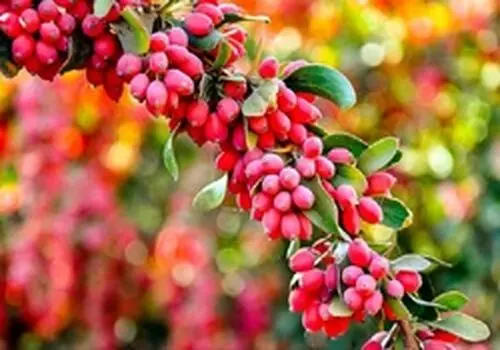 طرز تهیه شربت زرشک خوش‌رنگ و خوش‌طعم در خانه