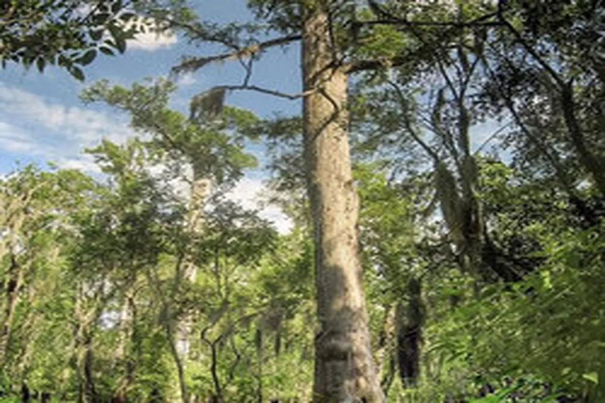 کشف درخت ۲۶۲۴ساله در آمریکای شمالی+عکس