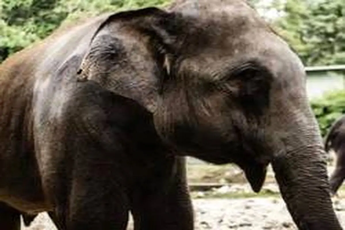 ناراحتی غیرقابل باور مربی فیل‌ها با مرگ شاهزاده فیلهایش+عکس