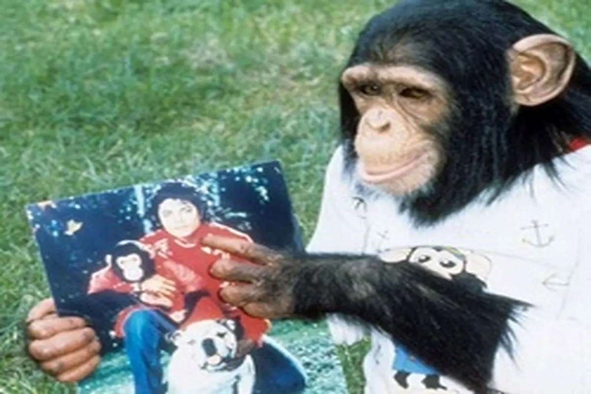 داستان زندگی بابلز، شامپانزه‌ای خوش شانس+عکس