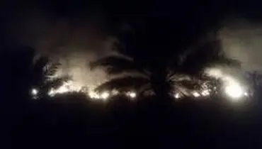 مهار کامل حریق نخلستانی در سیاهو