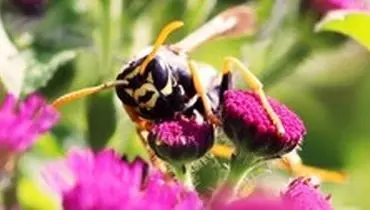 زنبور‌های بی عسل قدرت استدلال دارند