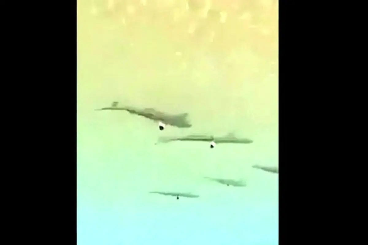 هجوم کوسهها به ساحل کیش