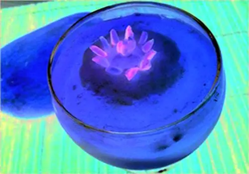 روش تهیه شیربرنج؛ دسر سنتی خوشمزه ایرانی