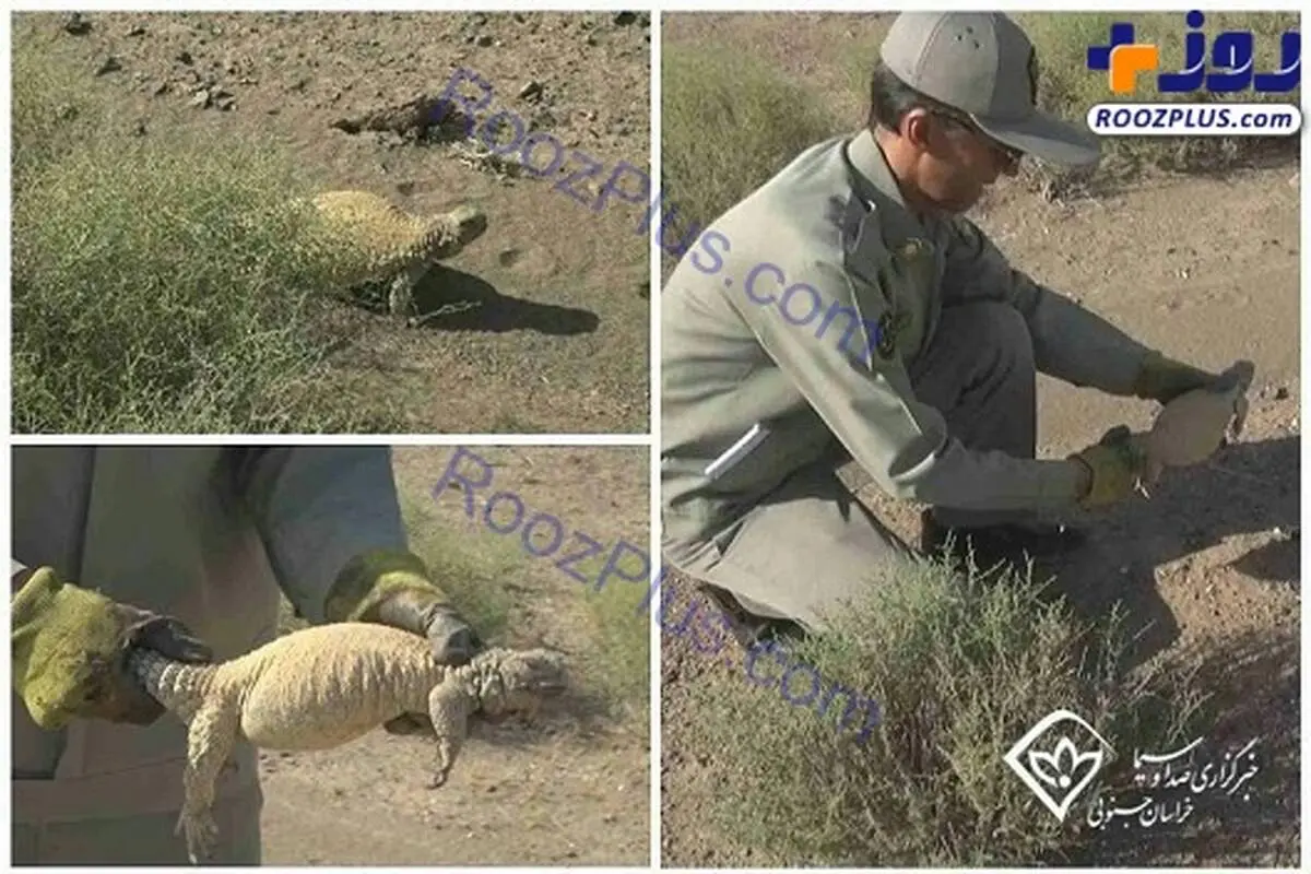 زنده گیری گونه کمیاب سوسمار خاردم ایرانی در خوسف+عکس