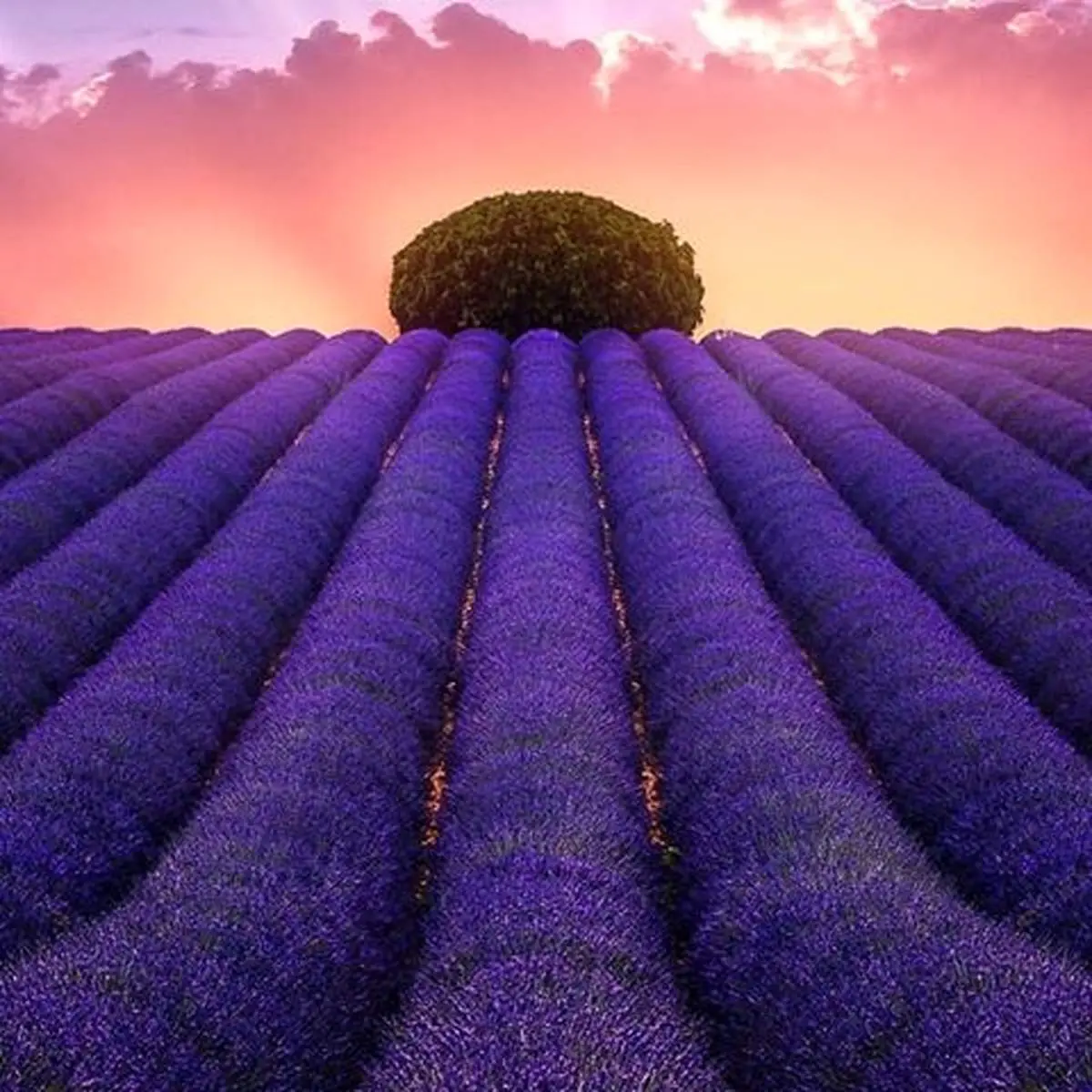 نسخه ای گیاهی برای کاهش التهابات روحی و روانی