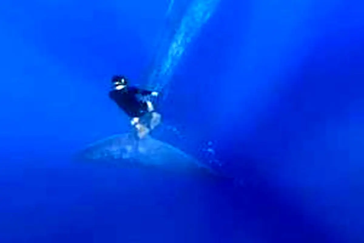 جالب‌ترین تصویر انسان با نهنگ آبی!