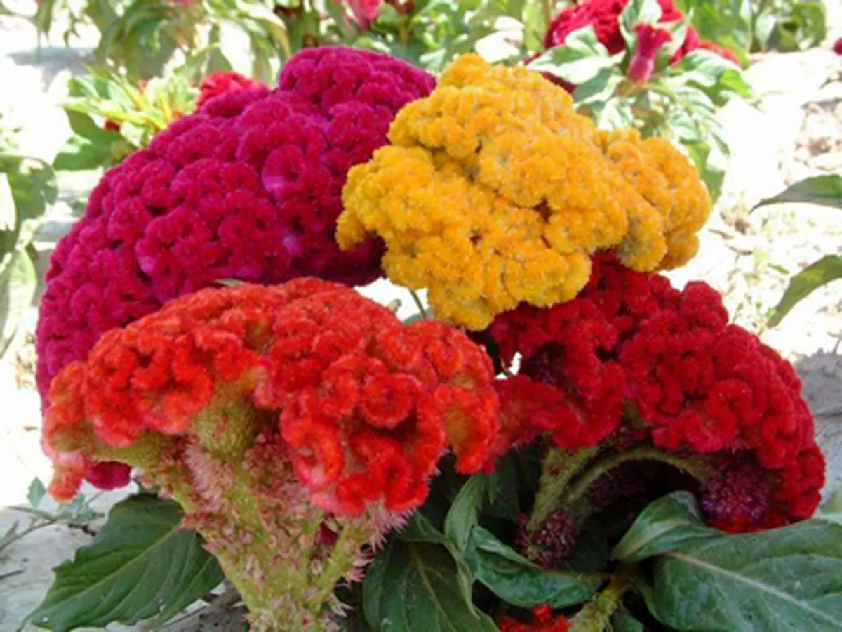 آشنایی با گل تاج خروس