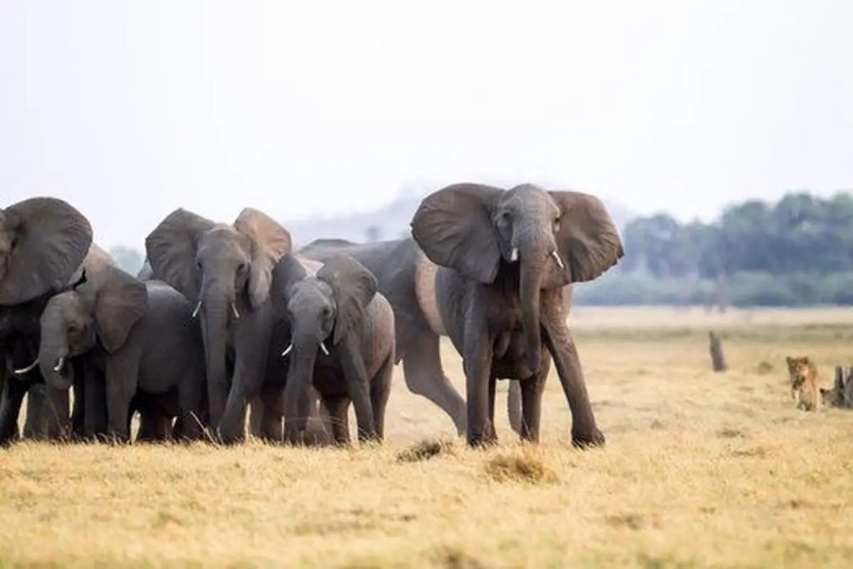 جدال دیدنی از نبرد شیر و فیل‌ها +تصاویر