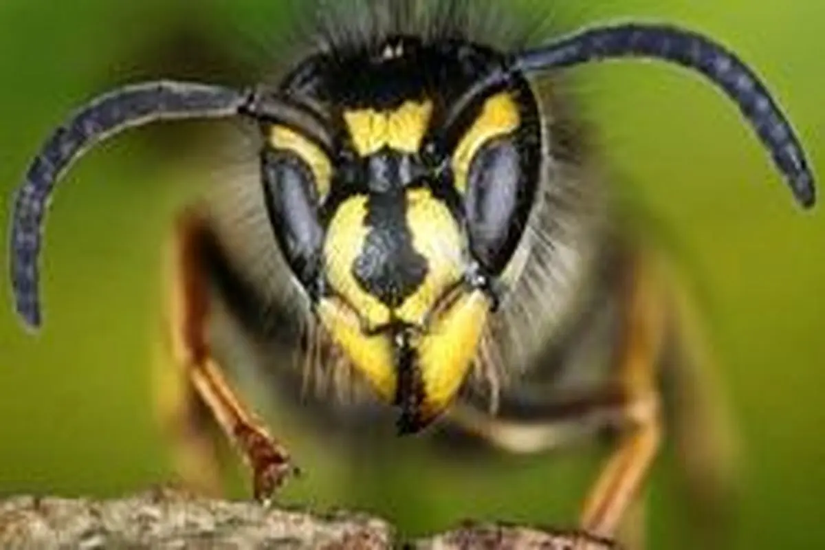 دانشمندان: چرا باید قدر زنبور‌های بی‌عسل را بدانیم