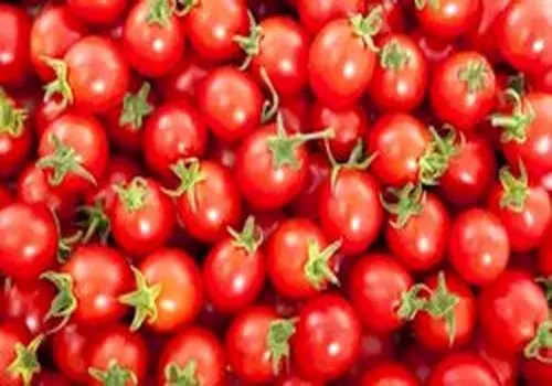 عوارض صادراتی پیاز و گوجه فرنگی زراعی کاهش  یافت+ جزئیات
