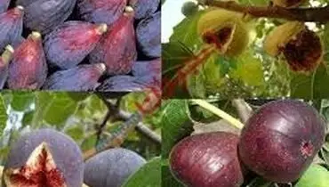خسارت سیل به ۲۰۰ هکتار باغ انجیر در پلدختر
