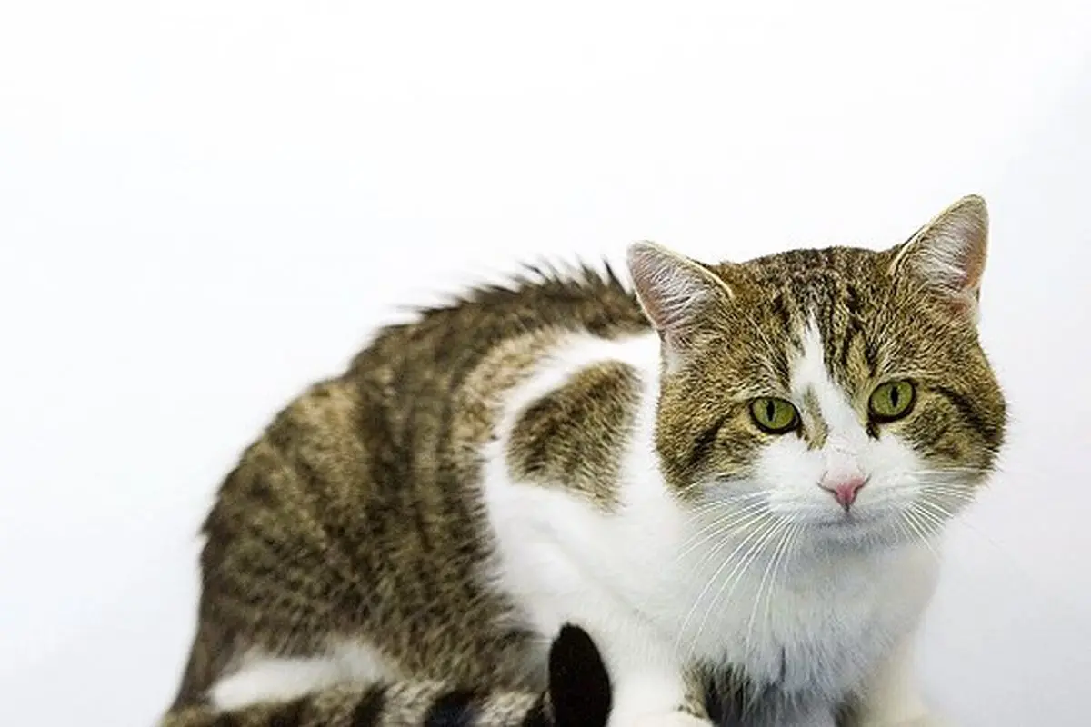 ویدیو| حمله گربه به انسان!