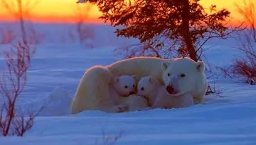 آغوش گرم خرس قطبی در عکس روز نشنال جئوگرافیک