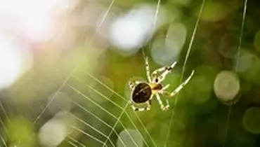عنکبوتی که تارش را تیر و کمان می‌کند