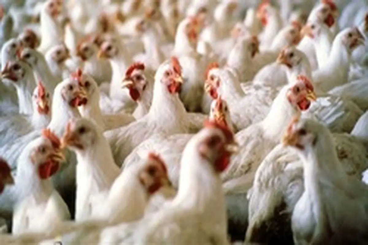 واکنش وزارت بهداشت به خبر شیوع آنفلوآنزای پرندگان
