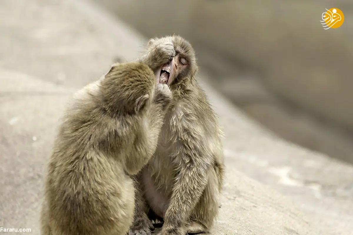 وقتی میمون ماکاک دندانپزشک می‌شود! +تصاویر
