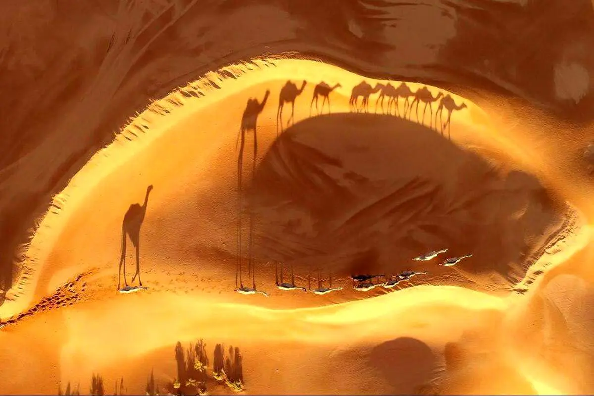تصویری زیبا از عبور شتر‌ها در بیابان ریاض