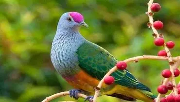 شرایط شرعی شکار با اسلحه