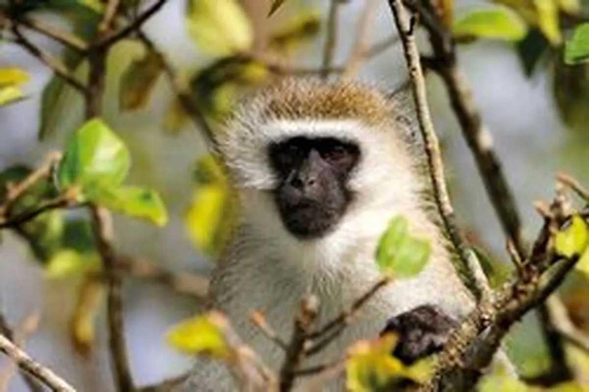 میمون‌ها یکدیگر را از حضور پهپاد‌ها آگاه می‌کنند