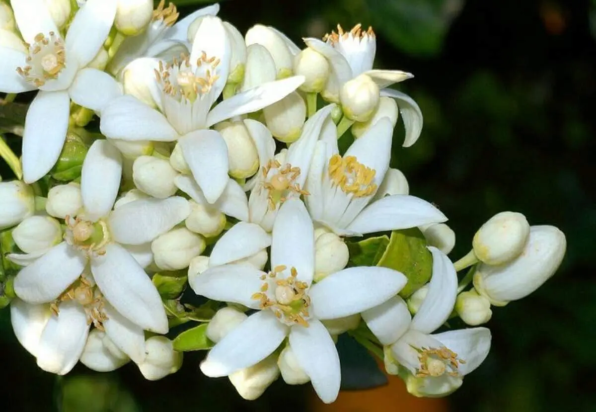 یک جایگزین خوب برای قرصهای خواب