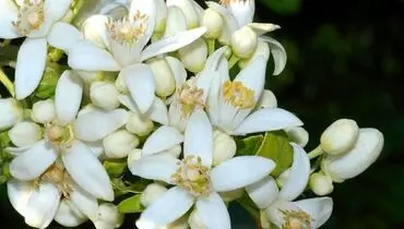 یک جایگزین خوب برای قرص‌های خواب