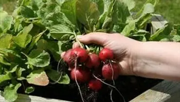سبزیجاتی که مصرف آنها می تواند فشار خون بالا را کنترل کند