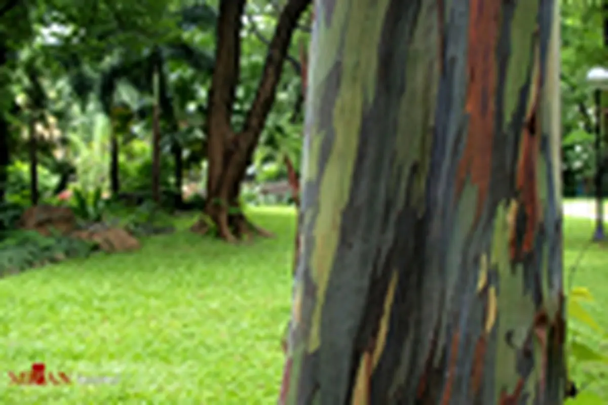 جنگل رنگین کمانی با درخت‌های آبرنگی! + عکس