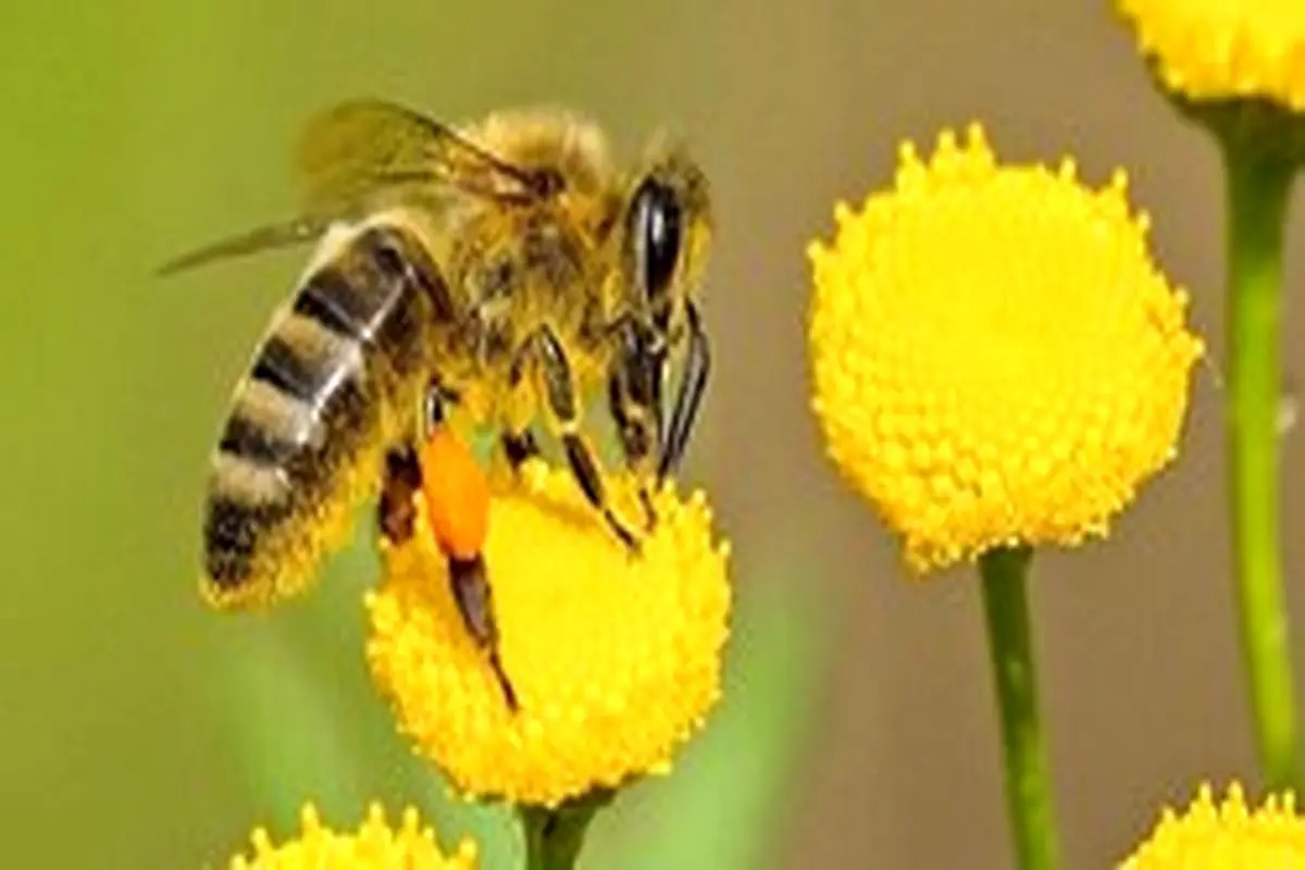 زنبور‌ها می‌توانند نماد‌ها و اعداد را به هم مرتبط کنند