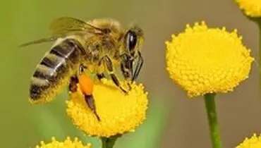 زنبور‌ها می‌توانند نماد‌ها و اعداد را به هم مرتبط کنند