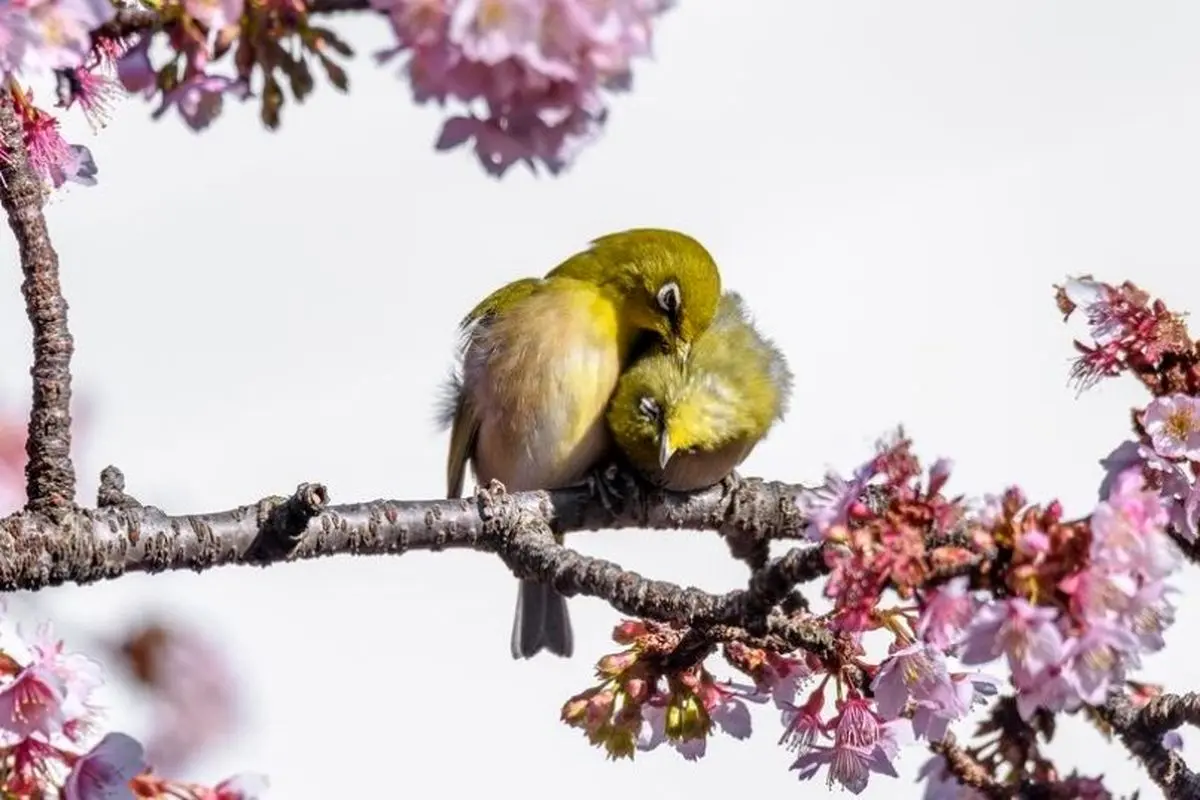تصویری از عاشقانه بهاری دو پرنده