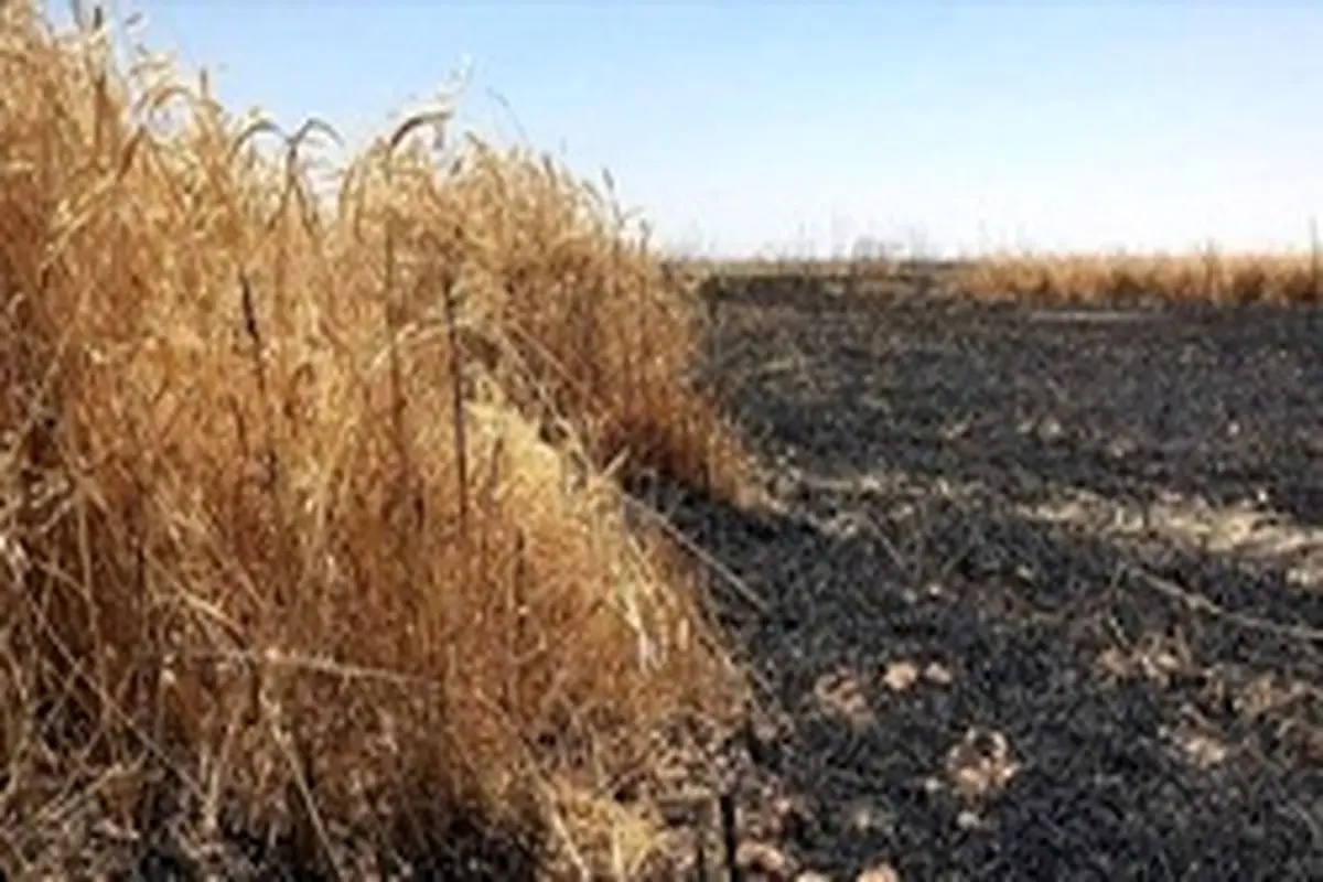 حمله داعش به مزارع عراق