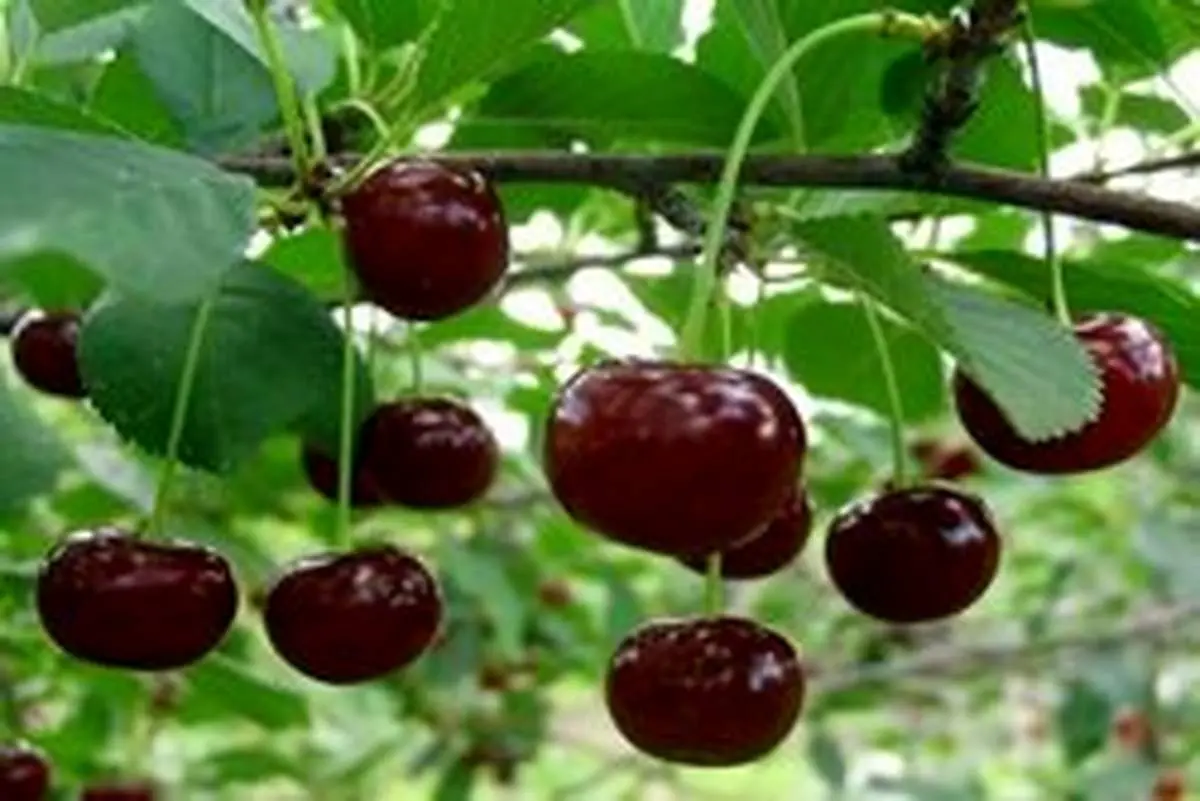اعلام نرخ رسمی نوبرانهها +جدول