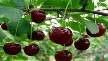 اعلام نرخ رسمی نوبرانه‌ها +جدول