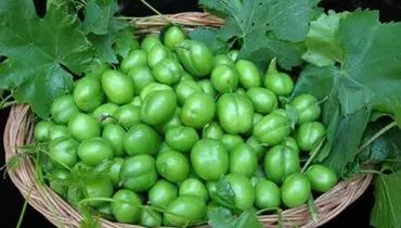 خواص گوجه‌سبز؛ از کاهش وزن تا درمان افسردگی
