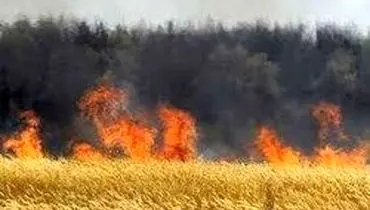 مهار آتش سوزی مزرعه گندم در ورامین