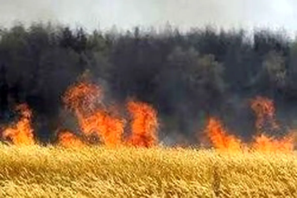 مهار آتش سوزی مزرعه گندم در ورامین