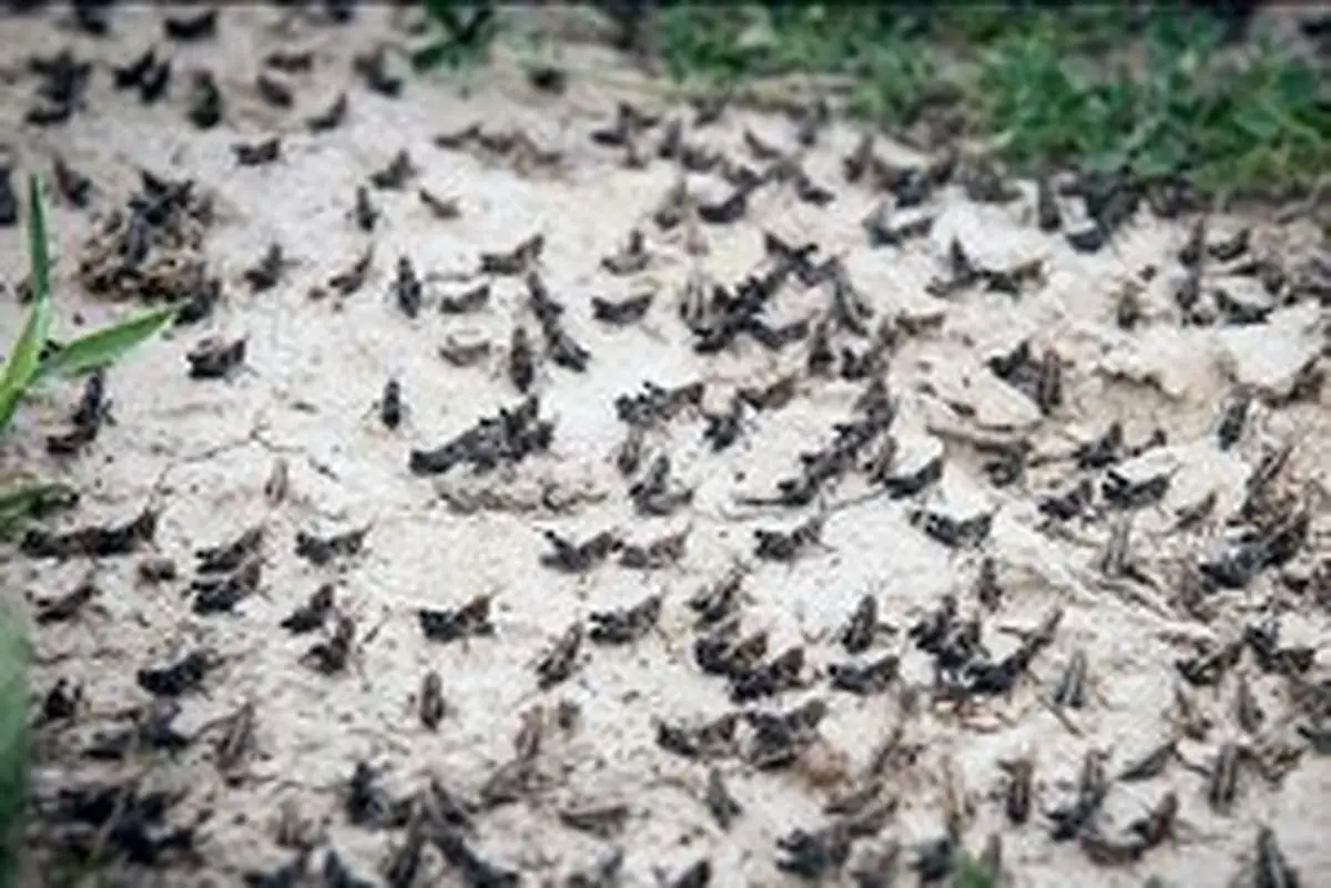 هشدار جدی حمله جدید ملخ‌ها به کشور