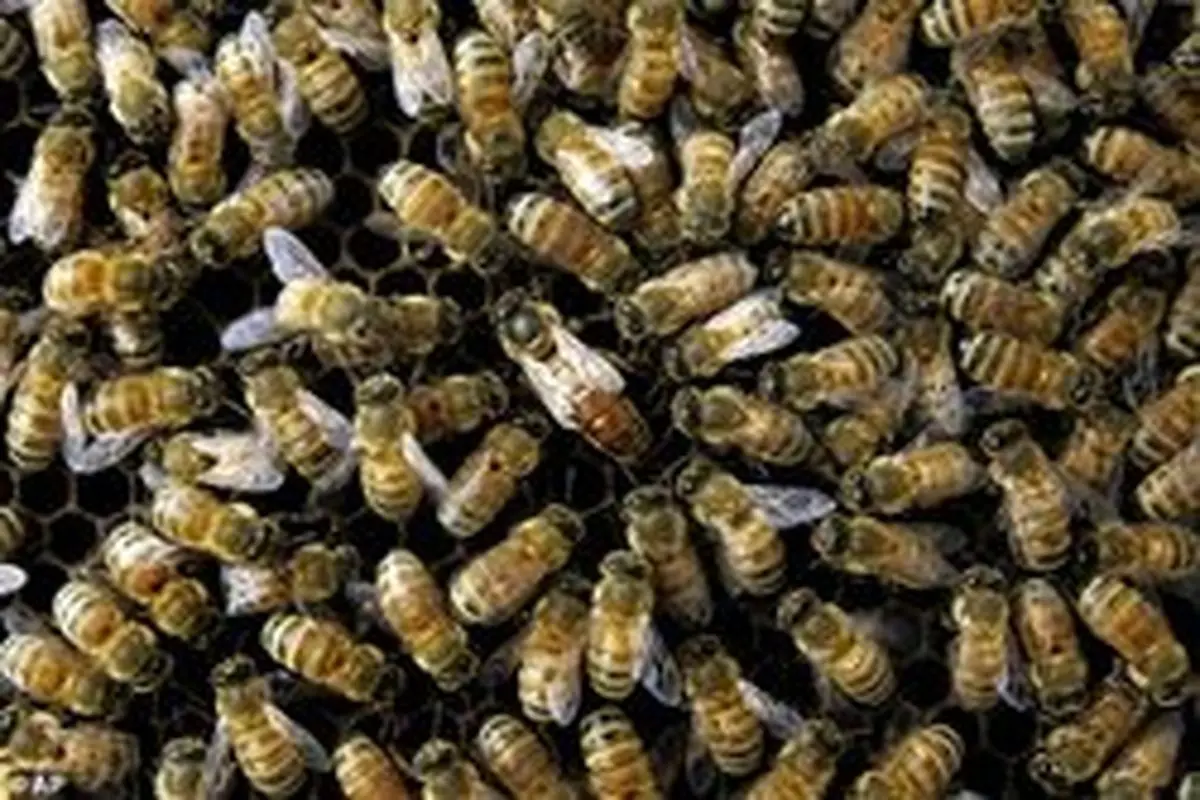 حمله زنبور‌ها به منزل مسکونی در ملایر