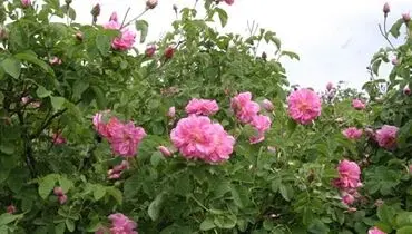 آیا رقص‏ زن و مرد اشکال دارد