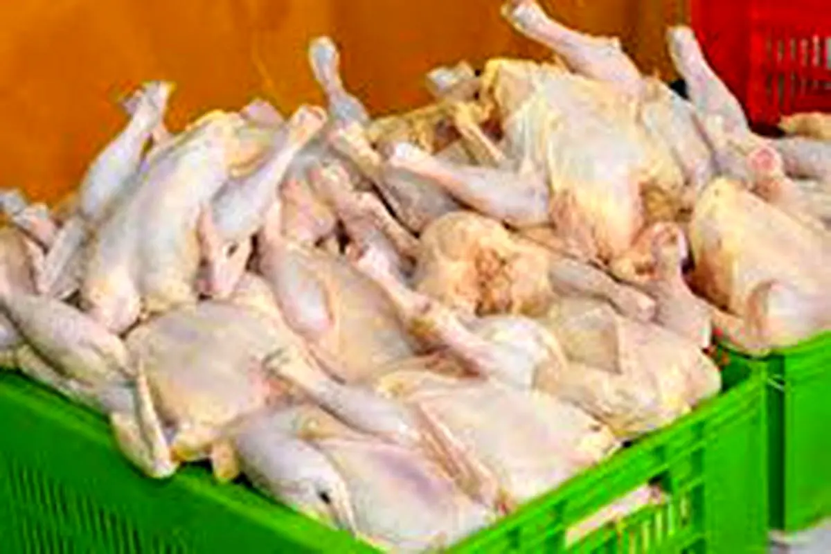 تولید گوشت مرغ در کشور افزایش می‌یابد