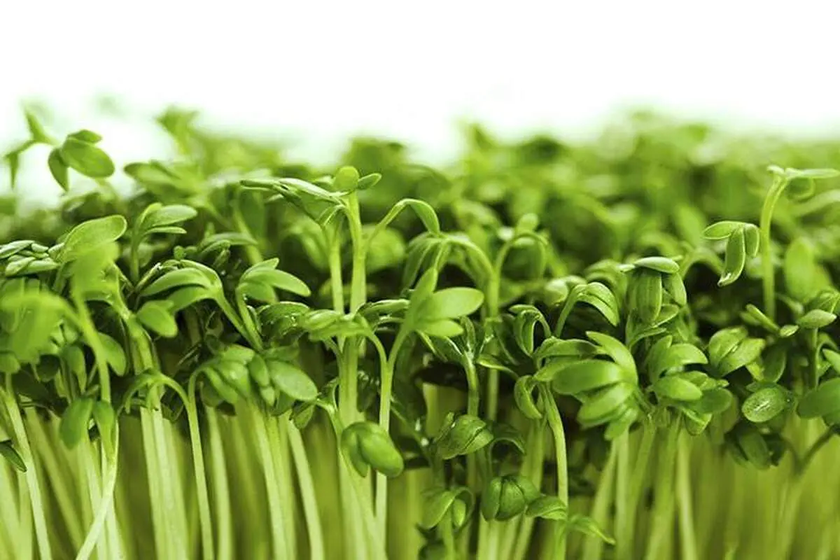 یک سبزی معروف و این همه ضرر