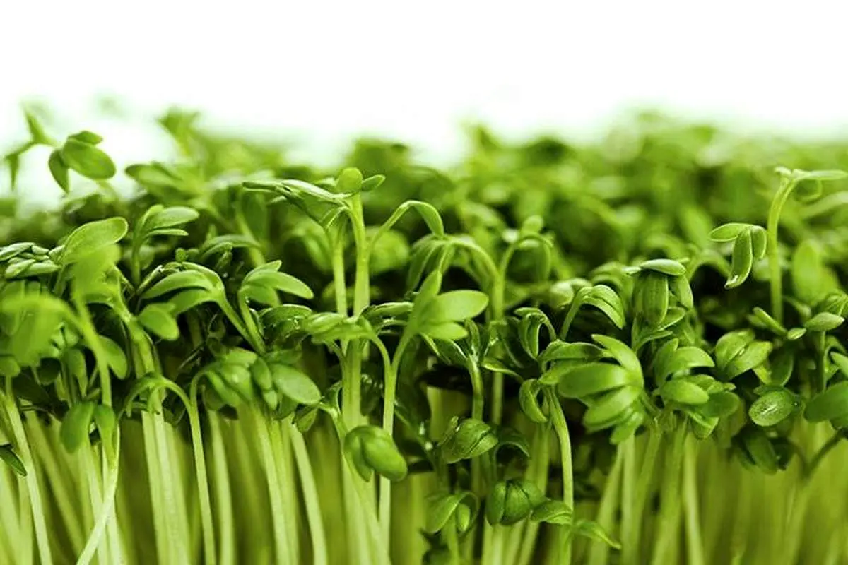 یک سبزی معروف و این همه ضرر