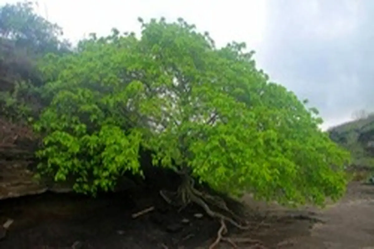 درخت مانچینیل، درختی سمی و مرگبار