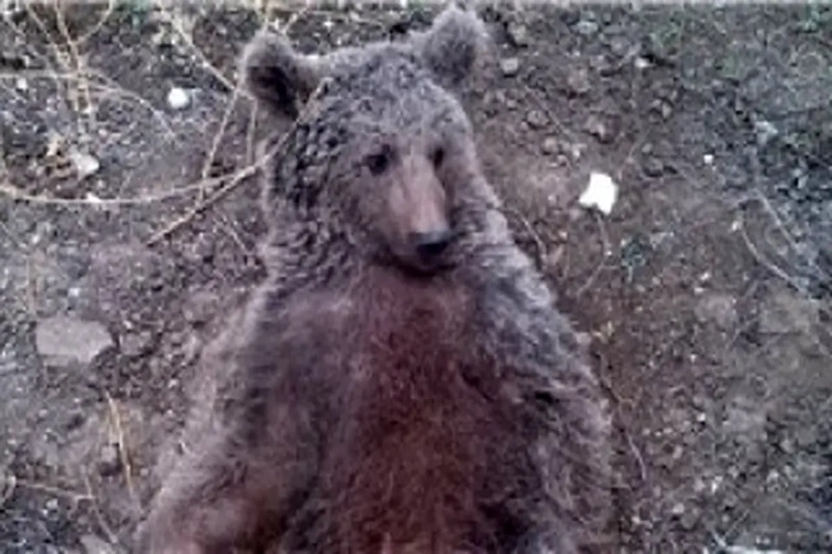 رفتار وحشیانه با یک توله خرس در سوادکوه